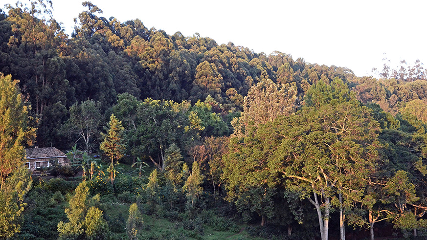 University of Rwandau2019s forest in Huye District. The country is set to encourage farmers planting trees in their farming areas. (Sam Ngendahimana)