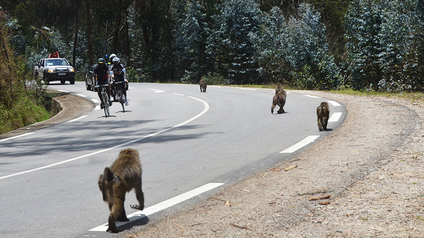 THROUGH OUR LENS:  Baboons roam a road as cyclists ride through Nyungwe Forest National Park.  Sam Ngendahimana.