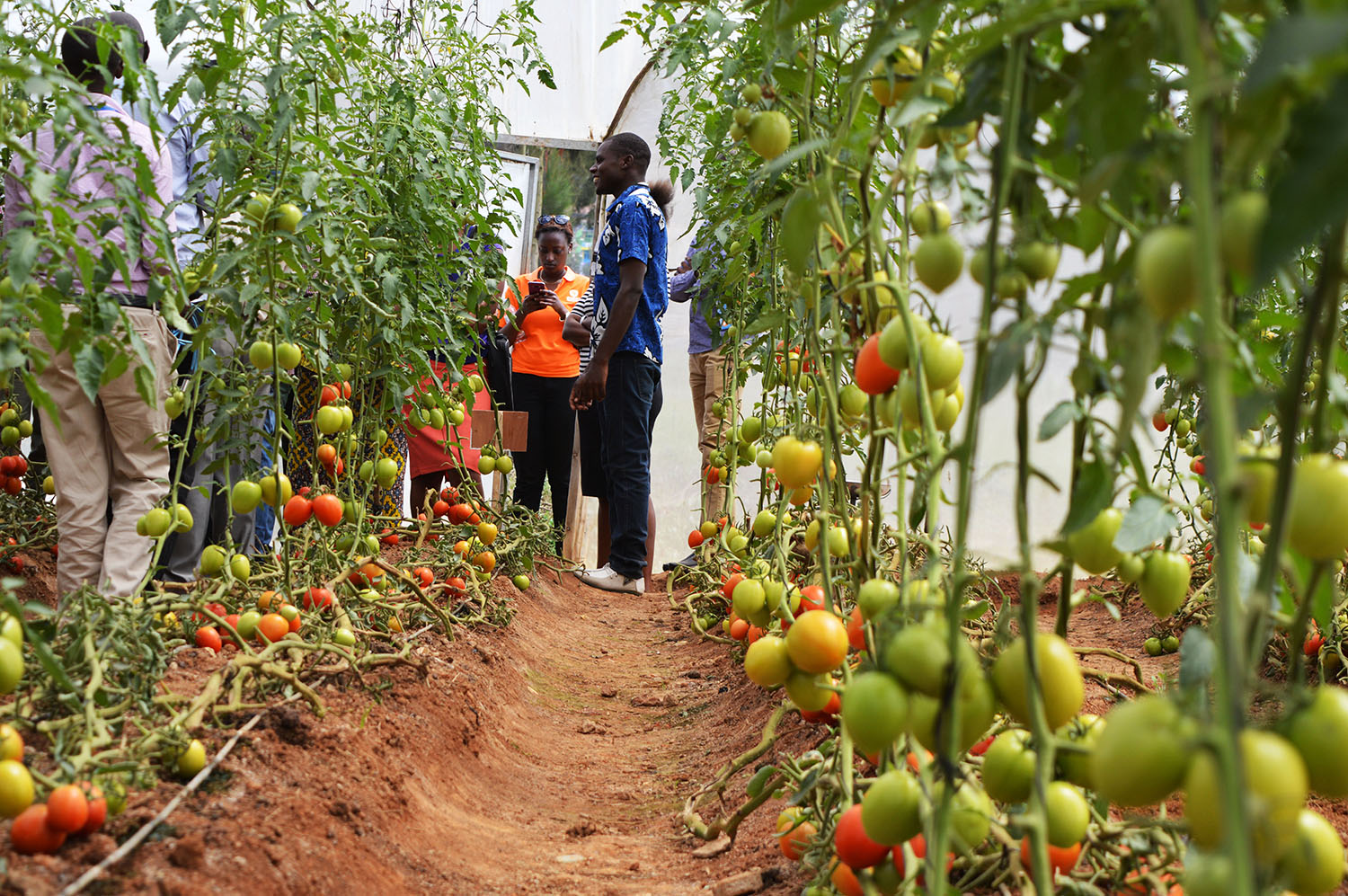 Farmers during a study tour on how to grow tomatoes in a greenhouse. Sam Ngendahimana.