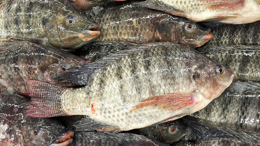 Tilapia is a prominent fish in aquaculture today. Net photo.