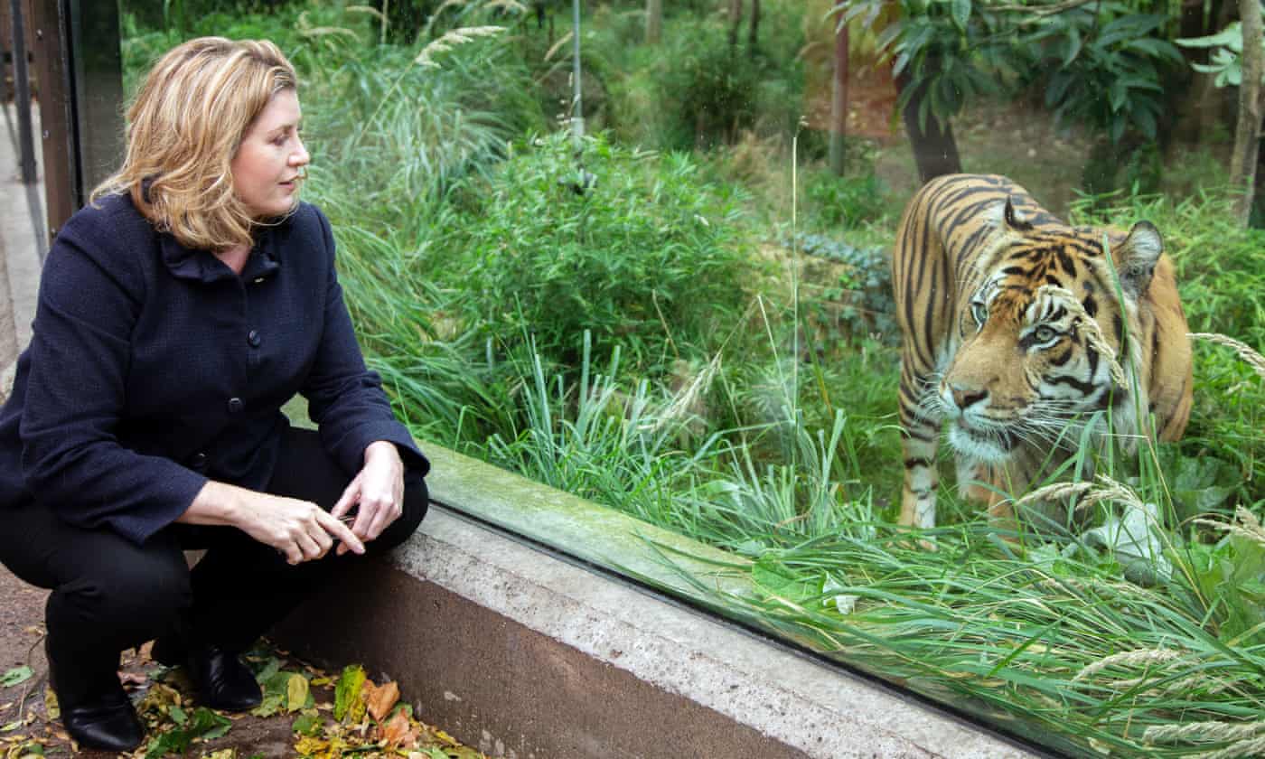 Penny Mordaunt, the UK international development secretary, meets a tiger during a visit to ZSL London Zoo. Net photo