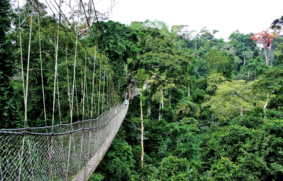 The canopy walk in Nyungwe Forest. File.