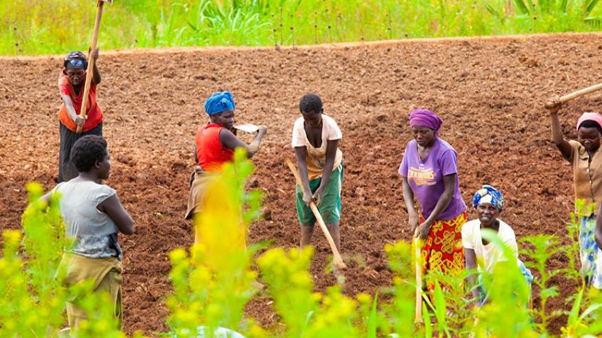 Farmers in Ruryaraya in Rwamagana District till their farm. File.
