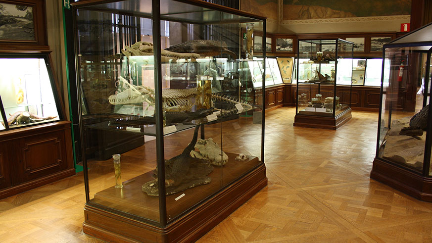 Royal Museum for Central Africa. Net.