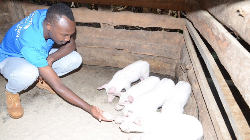 Blaise Pascal Shyaka feeds piglets at his farm in Muhanga. Photos/Joan Mbabazi.
