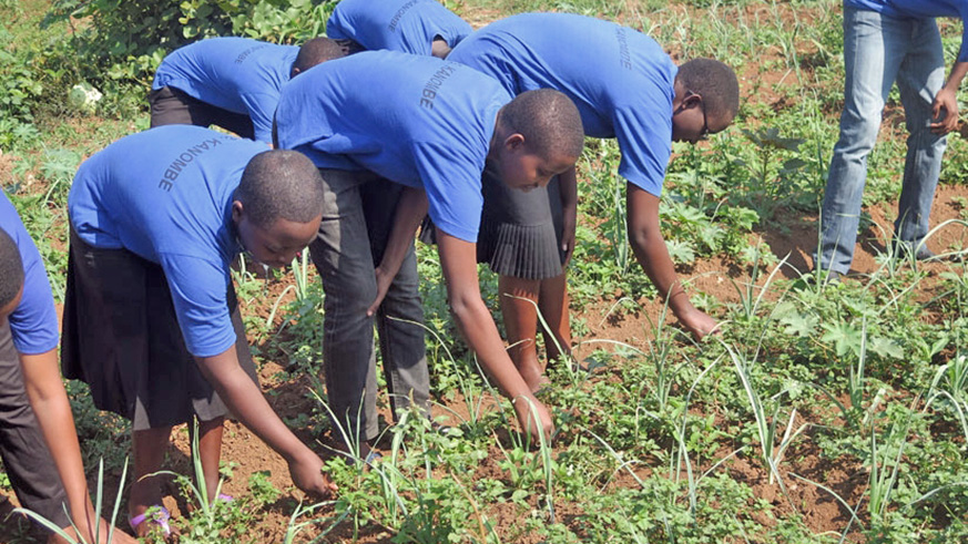 Students attend to a farm during a school assignment.  /File photo