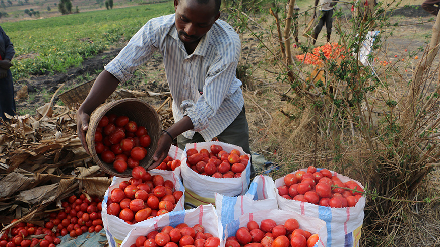 Tomatoes are some of the perishable commodities that farmers are selling at a giveaway price fearing they can rot. Courtesy.