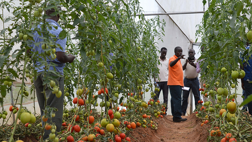 Youth in agribusiness during the study tour to learn how to grow tomatoes in Green house, BDF targets to work with youth in agribusiness.