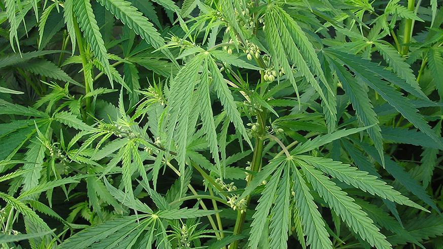 Security in Rubavu District arrested a suspected drug dealer.