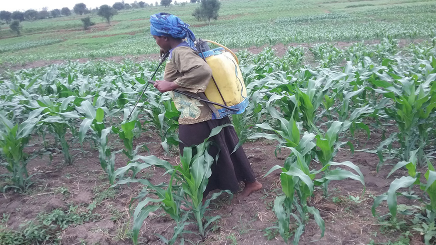 A woman sprays pesticides in a maize plantation in Kirehe District. Net photo.