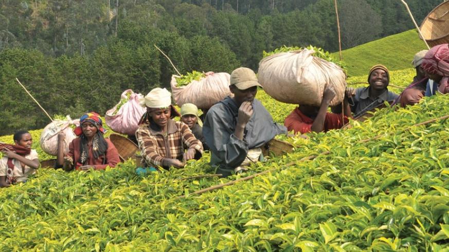 Workers pick tea leaves at a plantation in Rwanda. (File)