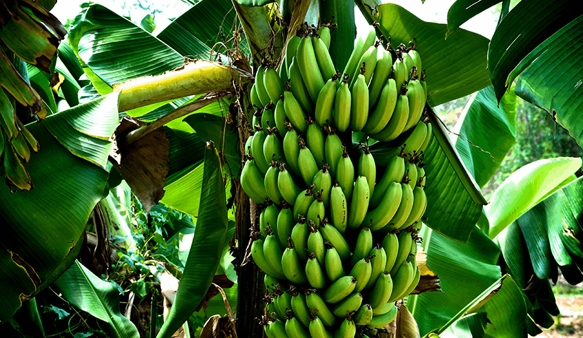 Most of the edible bananas in the region are of the A genome. Net photo.