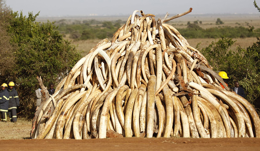 A pile of sized elephant tusks. Net photo.