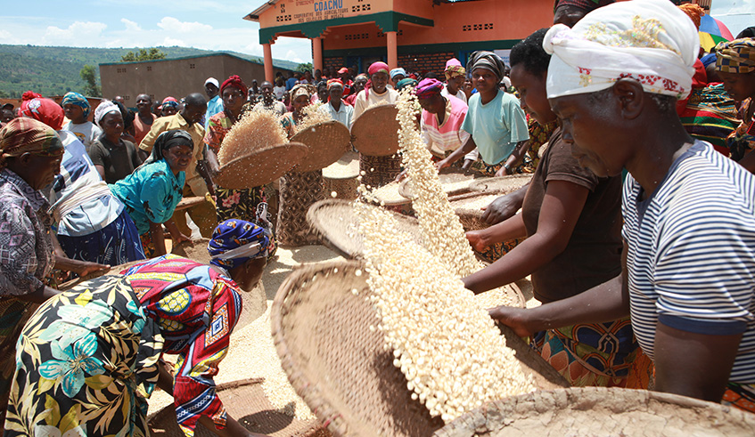 Farmers preparing their harvest. Photo: WFP