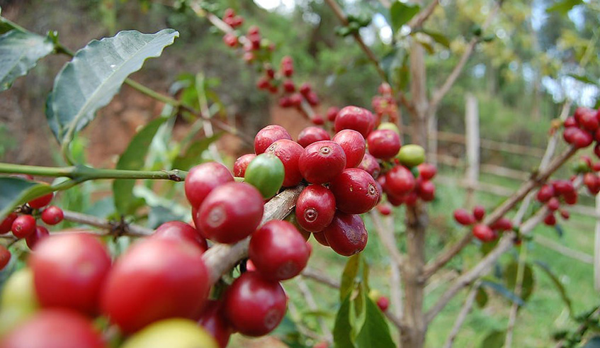 Coffee plantation. Total coffee production from July 2017 to June 2018 increased by 3,520,769 kilos equivalent to 19 percent. File.