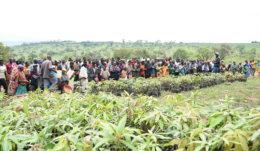Around 3,000 mango trees were distributed to Yeruzalemu village residents, Kabarore sector, and 2,000 other in another sector of Gatsibo District. Jean de Dieu Nsabimana.