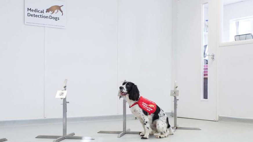 Good dog Freya, one of the dogs who has been trained to sniff out malaria. Medical Detection Dogs. Net photo.
