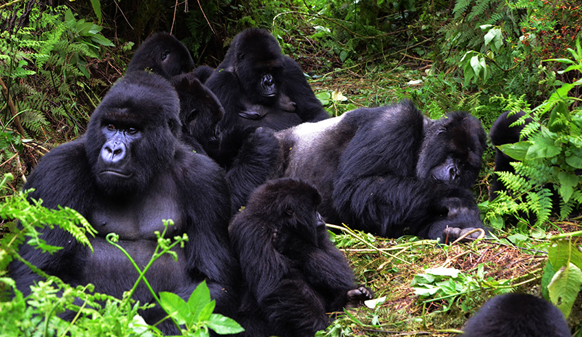 Gorillas from Susa group captured here in Volcanoes National Park. Sam Ngendahimana.