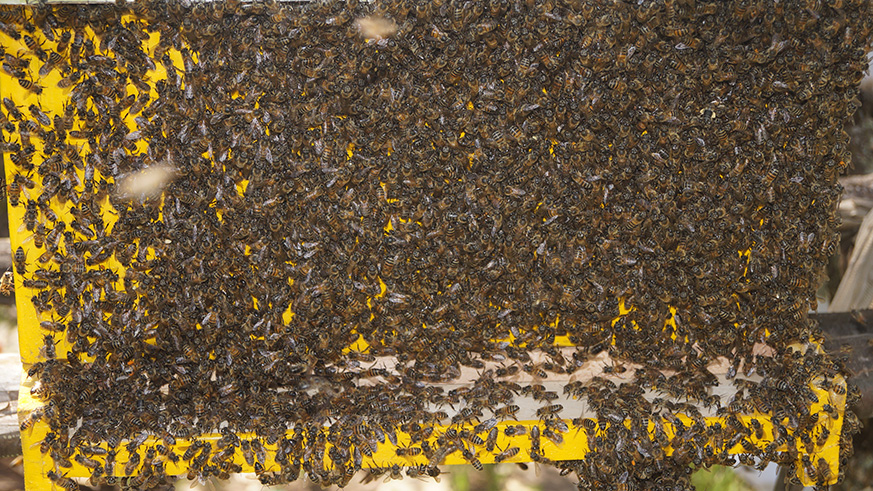 A colony of bees in a beehive in Kayonza District, May 2017. Study findings have revealed that intense use of pesticides in crops has killed bees, reducing honey production  (courtesy).