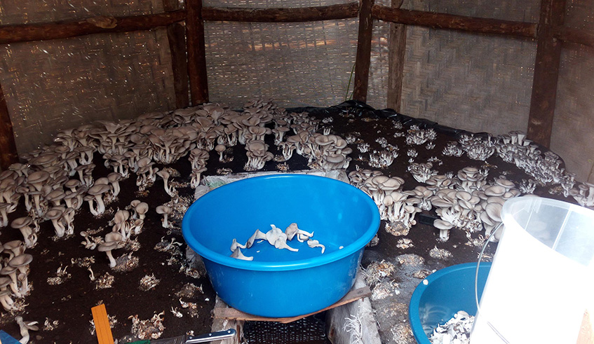 Some of the oyster mushrooms that are being grown in Burera District. The mushrooms were given to the residents by Kigali Farms Ltd. Ru00e9gis Umurengezi.