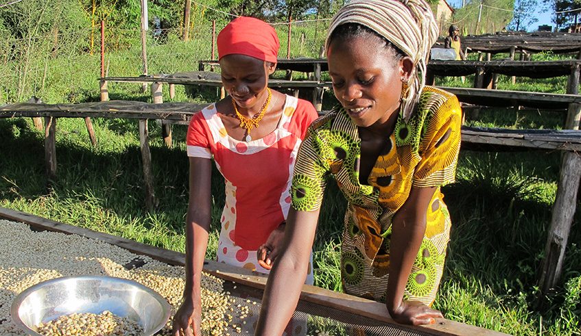 Rwandan farmers sort their product. Trade facilitation measures will benefit women in trade and contribute positively to gender equality. /Net