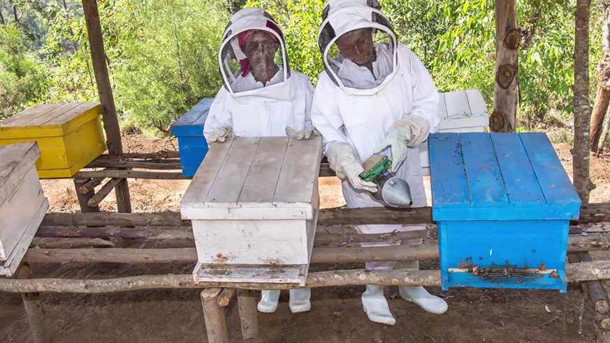 Beekeepers inspect beehives in Nyaruguru District. Net photo.