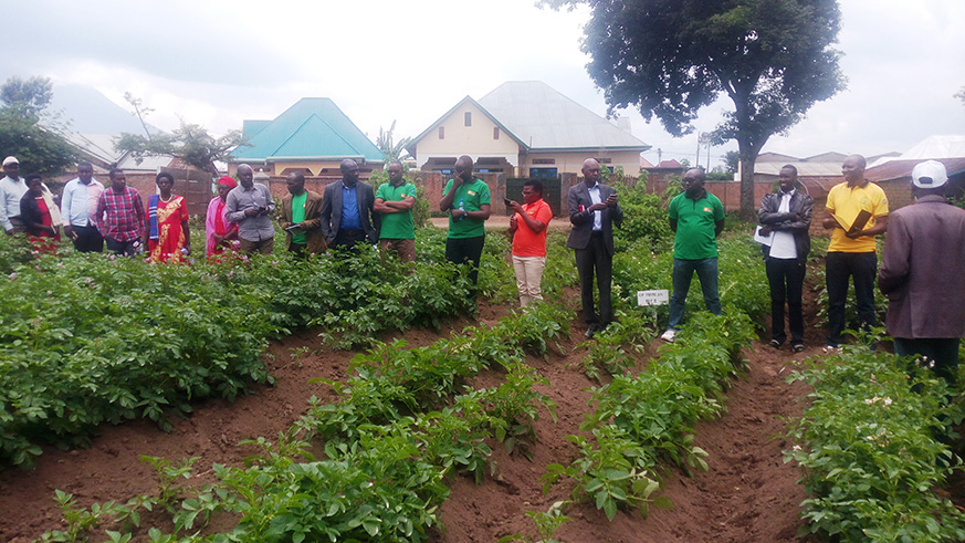 Researchers, farmers and officials from RAB and other partner organisations inspect the new varieties grown by a farmer in Musanze District. Ru00e9gis Umurengezi.
