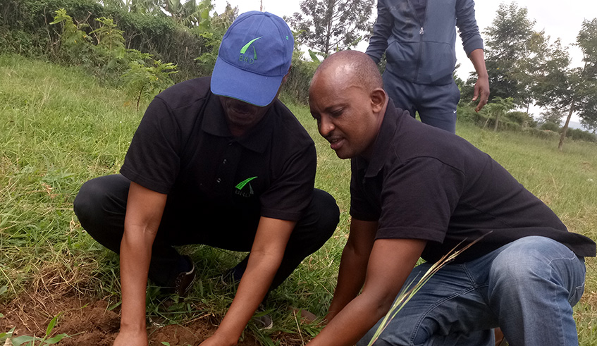 Some BRD members of staff plant a tree in Nyagatare Districtu2019s Rwinyemera Cell, Karangazi Sector on Saturday, November 24, 2018. Emmanuel Ntirenganya.
