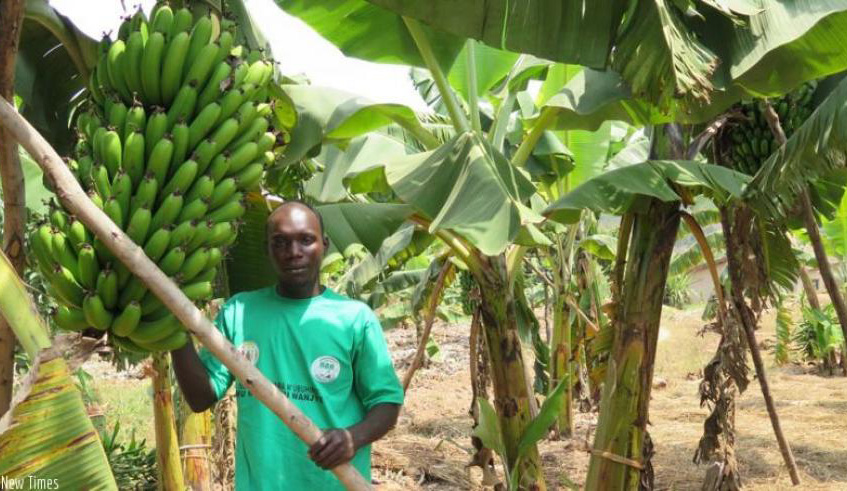 A farmer in a banana plantation in Nyanza District. Such farmers will benefit from the new project that seeks to distribute 60,000 banana plantlets. File.