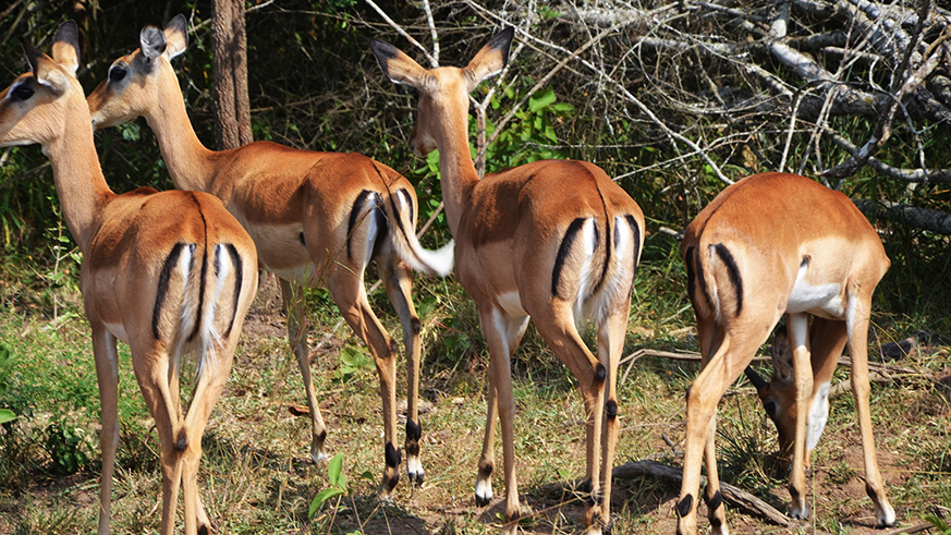 Antelopes in Akagera National park. The new platform is meant to boost the local tourism industry. Sam Ngendahimana