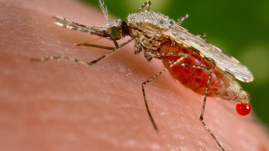 A single mosquito can produce 1000 eggs in one week./ Net photo 