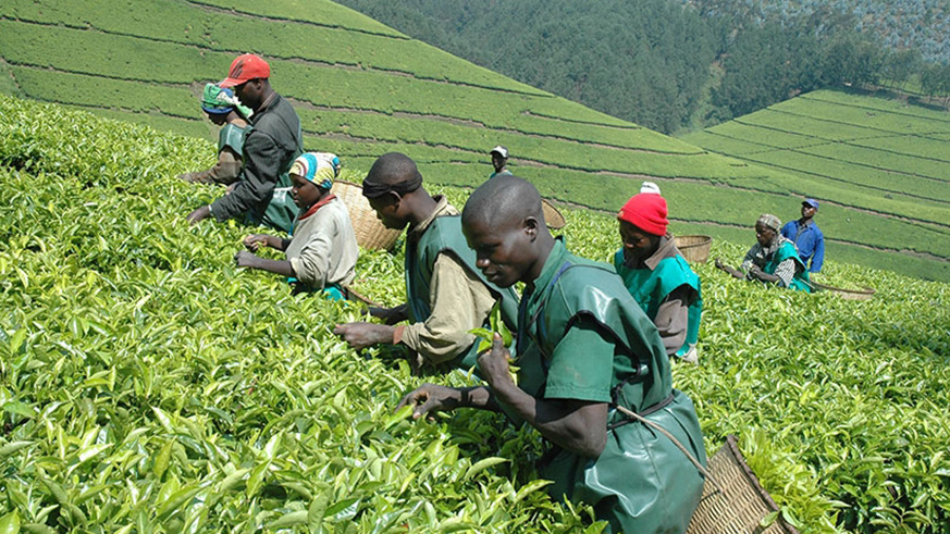 Tea farmers from nyaruguru district. File.