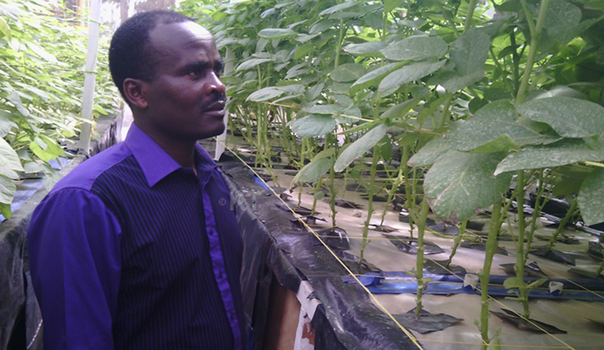 Karegeya inside his aeroponic screen house where he grows Irish potatoes without using the soil. Regis Umurengezi.