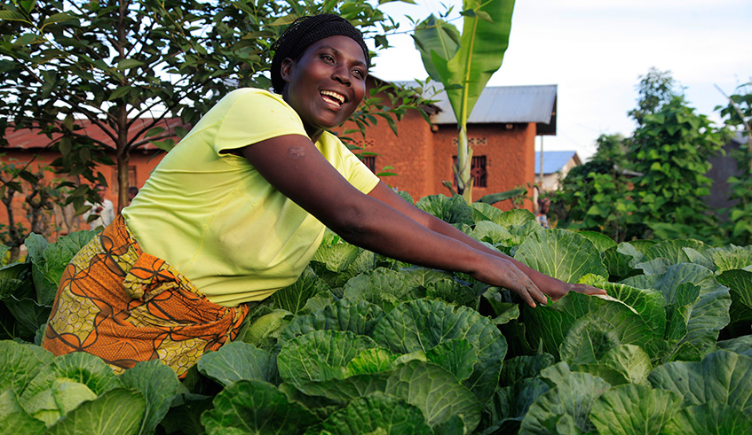 A woman in a cabbage farm in Musanze District. According to the report released by the National Institute of Statistics of Rwanda, agriculture contributed 28 per cent to GDP in the third quarter of 2018. Sam Ngendahimana.
