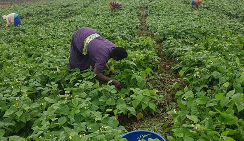 Farmers in Mukeshimanaâ€™s fresh French beans plantation. Photos by Michel Nkurunziza.