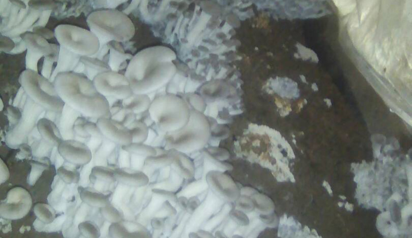 In a week, Mukashema sells about 15 to 20 Kgs of mushrooms to local restaurants and retailers with each Kilogram going for Rwf1,500. Photos by Joan Mbabazi. 