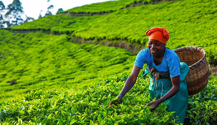 A woman picks tea in a plantation in Rutsiro District. Significant increase in farm exports and the launch of a 2.7 trillion fourth Strategic Plan for Agriculture Transformation (PSTA 4) are among the major milestones in Rwandau2019s agriculture sector for the year 2018. Emmanuel Kwizera.