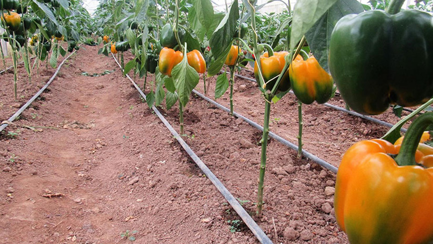 Bell pepper in a green house in Rulindo District, Northern Province last year. Courtesy. 