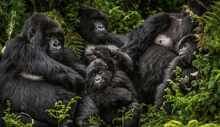 Mountain Gorillas. Visit Rwanda is driving the countryu2019s tourism industry. Net photo.