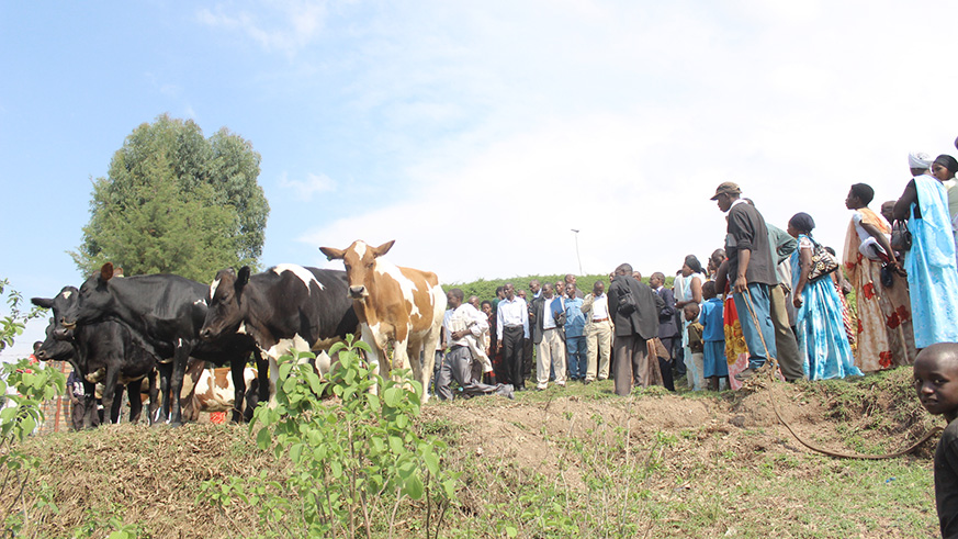 Residents line up to get cows from the Girinka program. Over 340,000 cows were distributed last year. File.