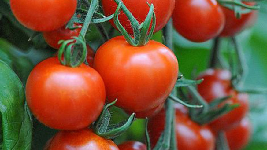 Tomato is technically a fruit, because itu2019s seed-bearing and develops from the ovary of a flowering plant. Net photo