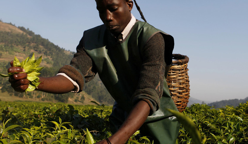 Rwanda is predicted to continue to perform well, benefiting from a strong rebound in the agricultural sector following the drought in 2017 and lower oil prices next year. Net photo.