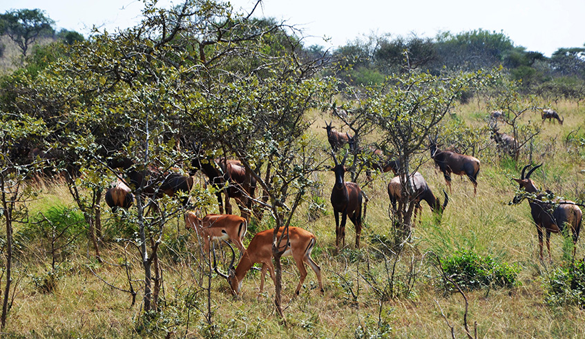 Antelopes and the Impala in Akagera National Park. The park has of late restored the Big Five to diversify its fauna. Photos by Sam Ngendahimana