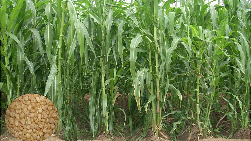 Lack of access to improved seeds has resulted in low productivity, especially for cereals such as maize, sorghum and pearl millet. Courtesy.