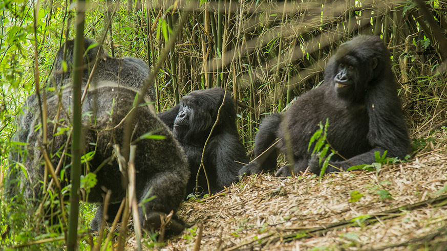 Mountain gorillas make their homes in and amongst the bamboo covered slopes of the Virunga Mountains in the Volcanoes National Park. Courtesy.