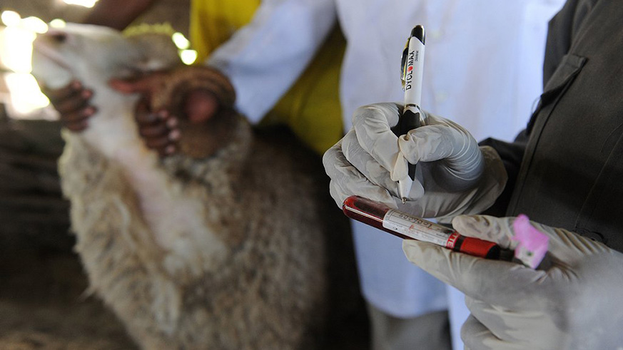 A blood sample taken by a veterinary worker from a sheep in Naivasha, Kenya. Rift Valley fever can pass from livestock to humans. Net.