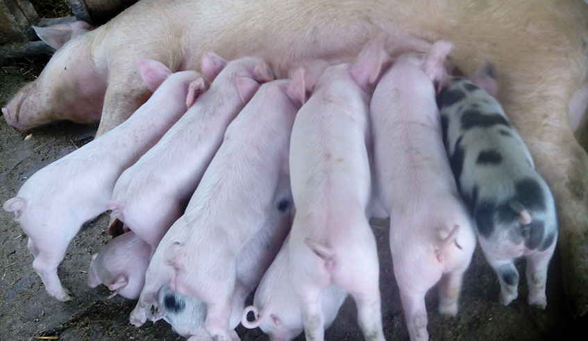 Piglets nursing. Pigs can deliver up to twice a year when they are well taken care of. Photos by Marie Dushimimana.
