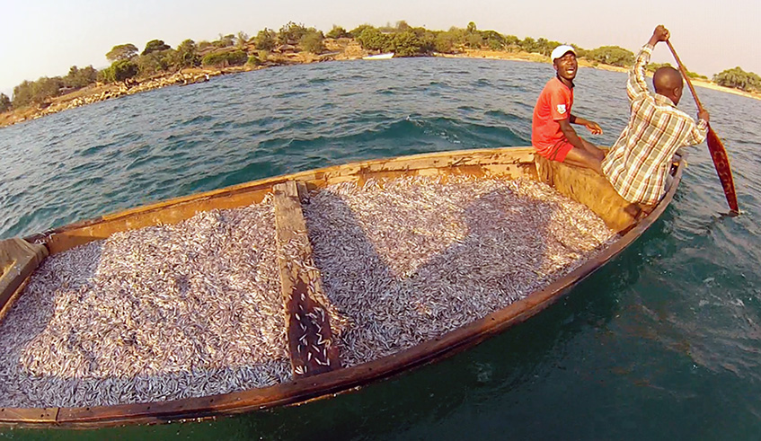 Fishermen pose with their sardine haul from Lake Tanganyika. Net photo.