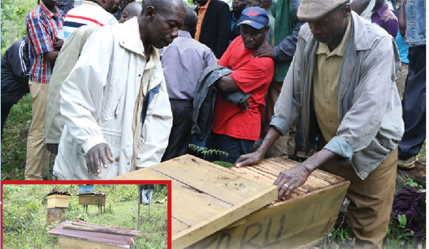 Beekeepers demonstrate how bees enter hives. Inset  are modern beehives. Michel Nkurunziza.