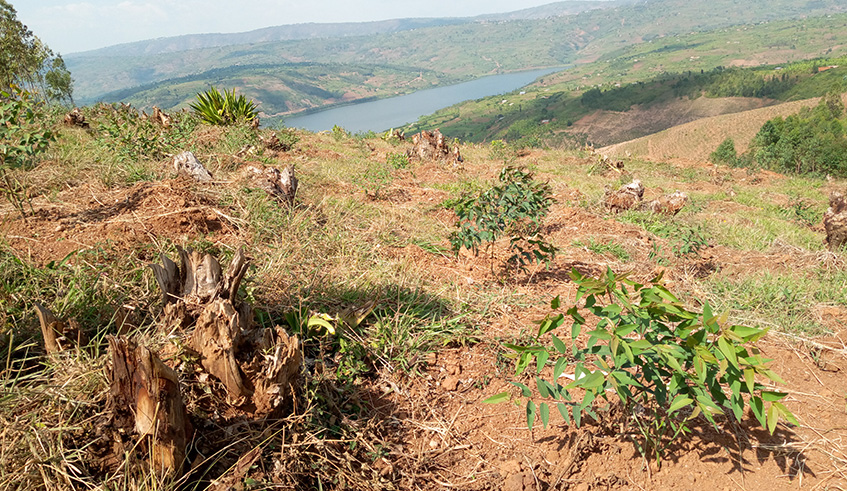The project seeks to renovate forests and increase production. Jean de Dieu Nsabimana.
